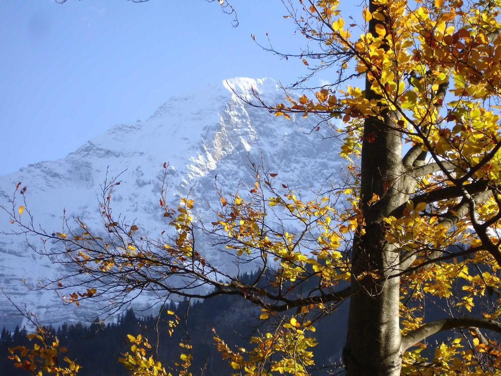 Beim See Grindelwald Zewnętrze zdjęcie